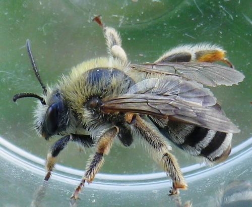 Eucera sp.